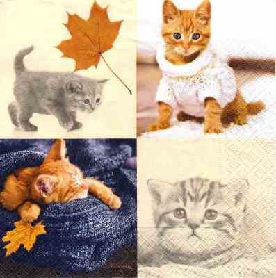 Autumn Cats